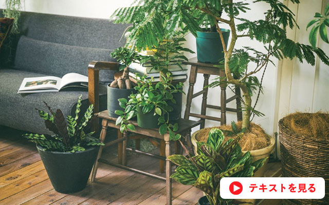 植物と暮らすプログラム